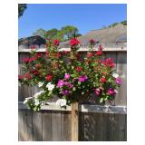 Hanging periwinkle planter