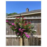 Hanging periwinkle planter