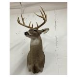 12pt White Tail Buck