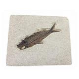 Fossil Fish