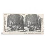 Unique Portrait Wawona Giant Redwood Tree