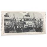 Unique Loading Cattle By The Horns, Port Limon,