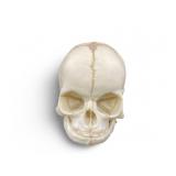 Fetal Skull Natural Color