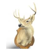 Beautiful 8 Point Whitetail Buck Shoulder Mount