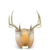 Vintage 1976 Antlers With Mount Austin Texas