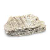 Limestone Fossil