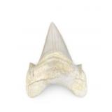 Fossil Shark Tooth