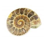 Ammonite Fossil
