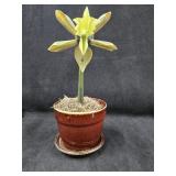 NWOT GREEN LILY SHERLOCK PIPE w/Pot