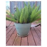 Fern in 16" Planter