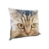 Kitty Pillow