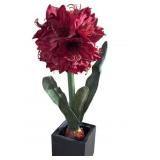 Amaryllis Flower With Pot Decor
