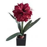 Amaryllis Flower With Pot Decor