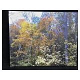 Fall in Gatlinburg Canvas Photo