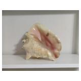 King Conch Shell