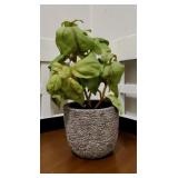 Mini Small Plant