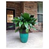 Teal gradient plant pot live plant included