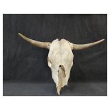 Cow Skull