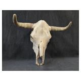 Cow Skull