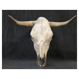Cow Skull