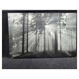 36"ï¿½24" Morning Forest Sun on Canvas