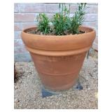 Potted Plant 16in tall