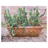 Potted Plant