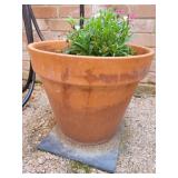 Potted Plant 15in tall