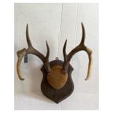 7"x7" Deer Antlers