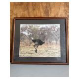 16ï¿½x19ï¿½ Ostrich In Natural Habitat Picture Framed