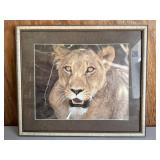 17ï¿½x19ï¿½ Asiatic Lion P.Lion
