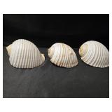(3) Seashells