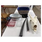 Springbok Antelope Skull & Horns + Baskets