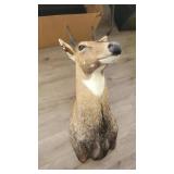 Deer head mount 40x31