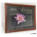 Water Lily Photograph Framed 19.5"x15.5"