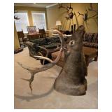 HUGE 12 Point Elk Bust HUGE 12 Point Elk Bust