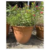 Plastic Garden Rose Pottery Plastic Garden Rose Pottery