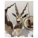Indian Antelope (Blackbuck) Shoulder Mount 27� Indian Antelope (Blackbuck) Shoulder Mount 27�