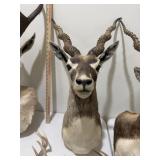 Indian Antelope (Blackbuck) Shoulder Mount 27� Indian Antelope (Blackbuck) Shoulder Mount 27�