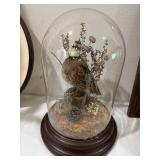 Quail Taxidermy Glass Dome For Decor 13� Quail Taxidermy Glass Dome For Decor 13�
