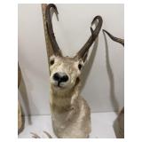 Pronghorn Deer,  Shoulder Mount 33� Pronghorn Deer,  Shoulder Mount 33�