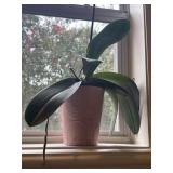 Decor Faux Plat with Pot ceramic 6" Decor Faux Plat with Pot ceramic 6"