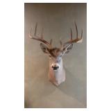 10 Point Game Mount 10 Point Game Mount