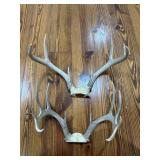 (2) Caribou Antlers (2) Caribou Antlers