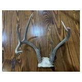 White Tailed Antlers White Tailed Antlers