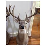 40"  8 Point Whitetail Deer, Shoulder Mount 40"  8 Point Whitetail Deer, Shoulder Mount