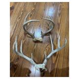 (2) Deer Elk Horns (2) Deer Elk Horns