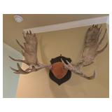 24 Point Mounted Moose Antlers 24 Point Mounted Moose Antlers