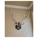 6 Point Deer Antlers 6 Point Deer Antlers