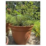 Plastic Garden Rose Pottery Plastic Garden Rose Pottery